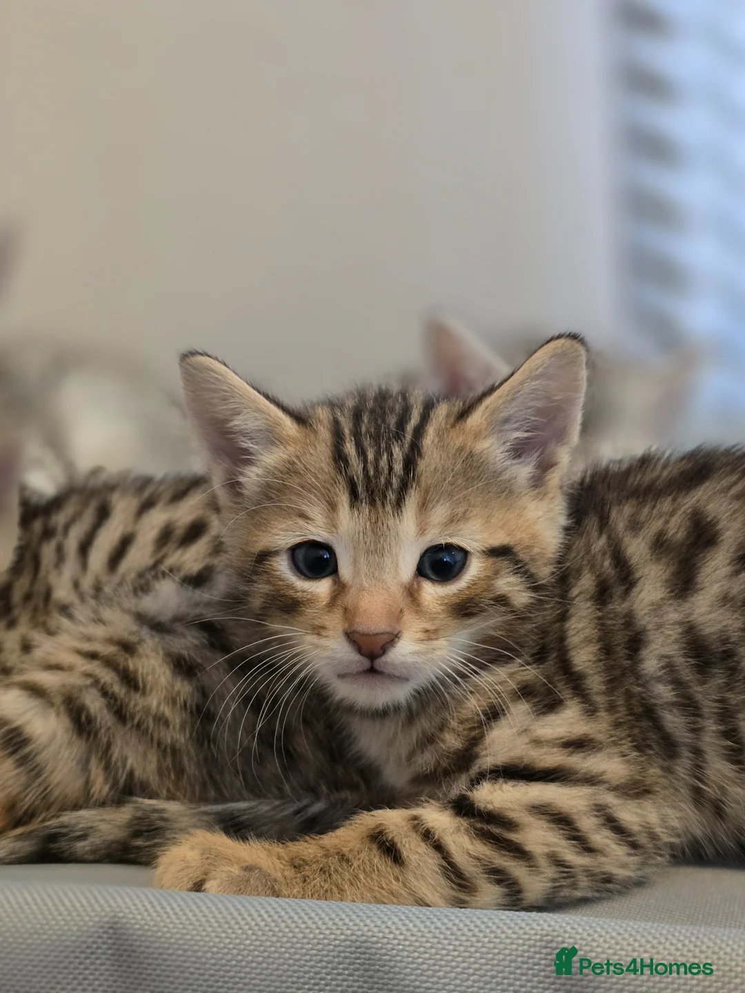 Bengal cats for sale: Bengal ready now  - Advert 15
