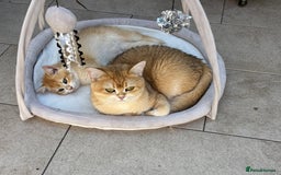 British Shorthair cats for sale: Black Golden Chinchilla  - Image 10