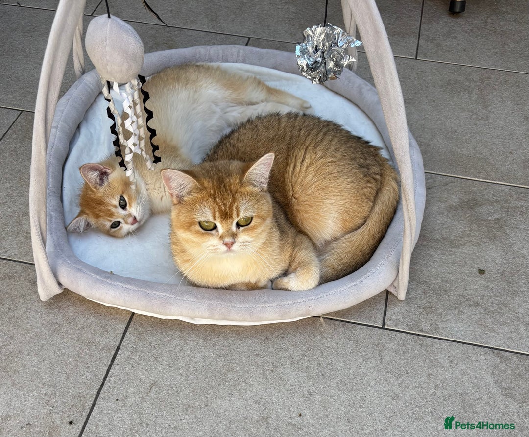 British Shorthair cats for sale: Black Golden Chinchilla  - Image 10