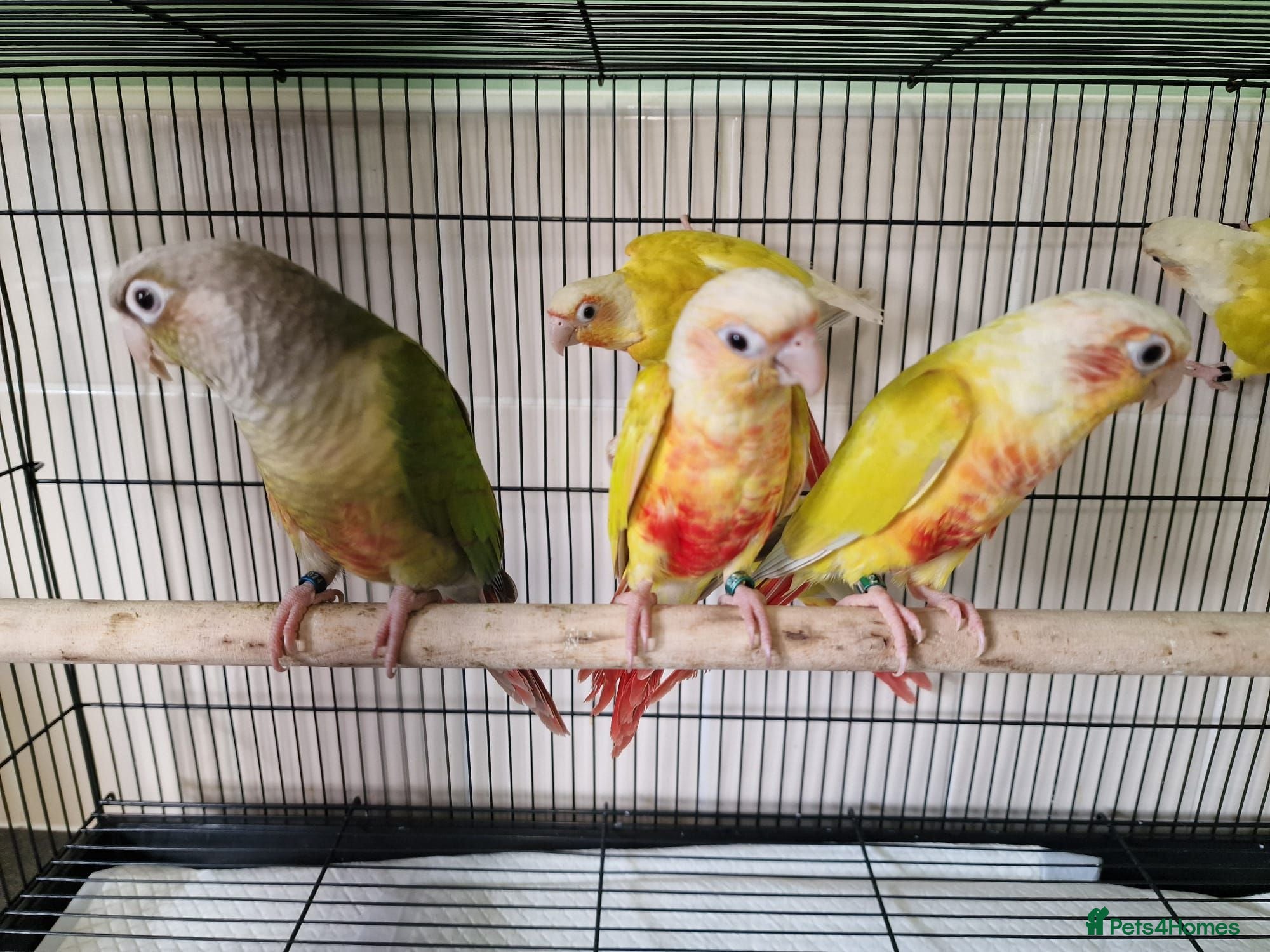 Conures birds Various conures for 9 - Advert 12