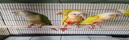 Conures birds for sale: Various conures for sale  - Advert 1