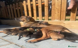 Cane Corso dogs for sale: Gorgeous cane corso - Image 13