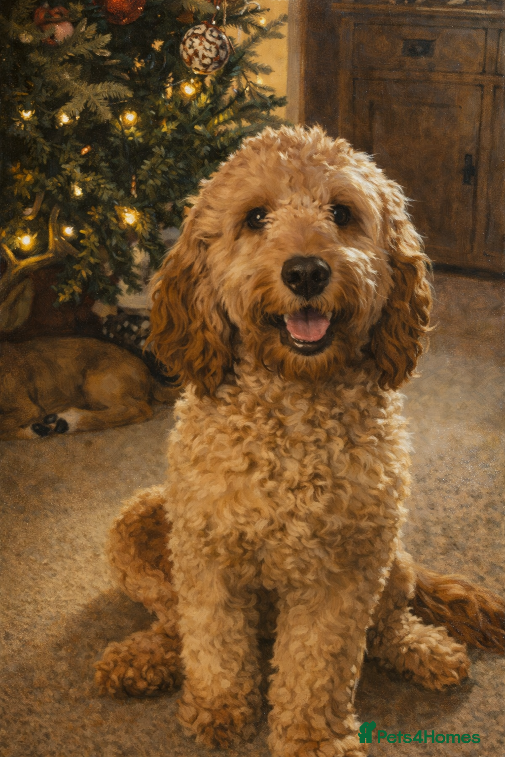 Cavapoo dogs Cavapoo  - Advert 4