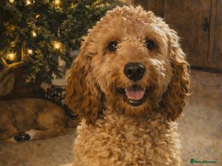 Cavapoo dogs Cavapoo - Advert 4