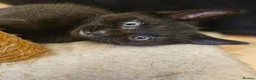 Mixed Breed cats for sale: 2 beautiful dark chocolate colloured boys  - Advert 14