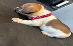 Mixed Breed dogs for sale: Dachshund cross Frenchbull dog (frenchbullwiner)p - Image 14
