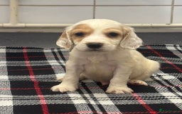 Cocker Spaniel dogs for sale: Adorable Show type cocker spaniel puppy’s  - Image 16