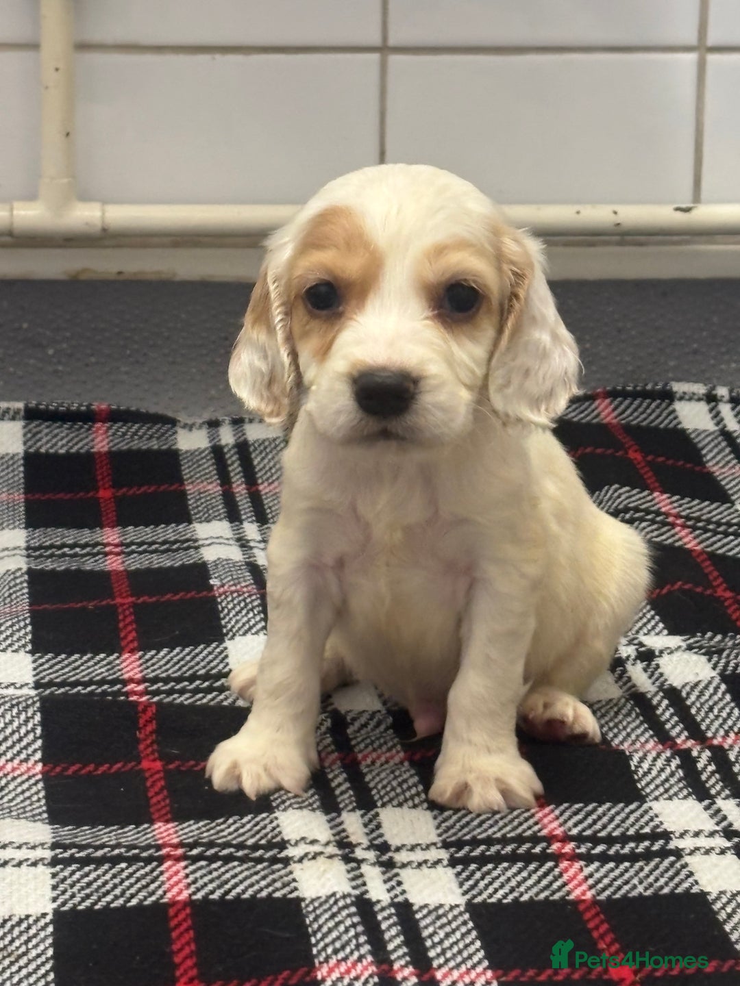Cocker Spaniel dogs for sale: Adorable Show type cocker spaniel puppy’s  - Image 16