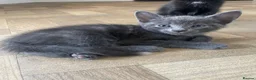European cats for sale: Cats for sale  - Advert 6
