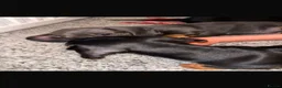 Dachshund dogs for sale: Dachshund puppies  - Advert 7