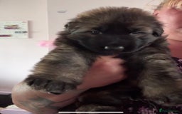 German Shepherd dogs for sale: Two kc reg health tested gsd females  - Image 4