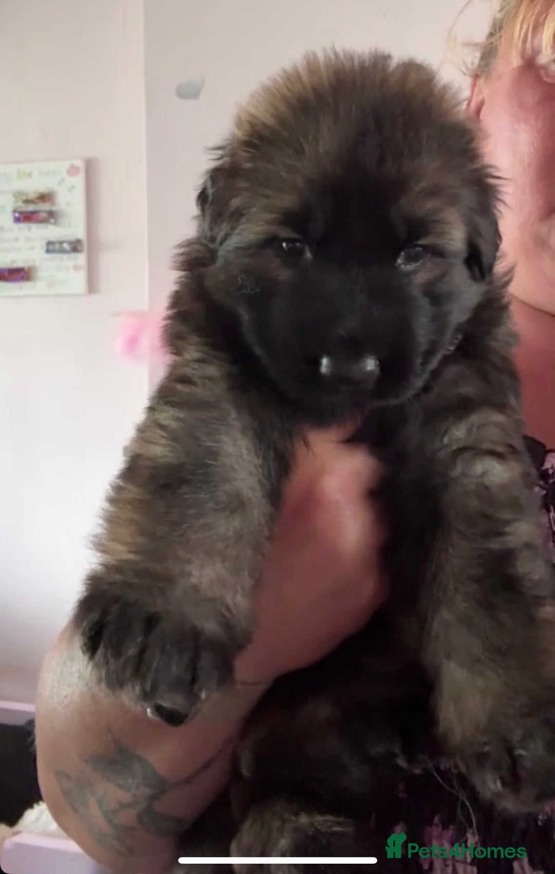 German Shepherd dogs for sale: Two kc reg health tested gsd females  - Image 4