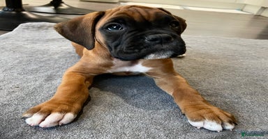 Boxer dogs - Advert 6