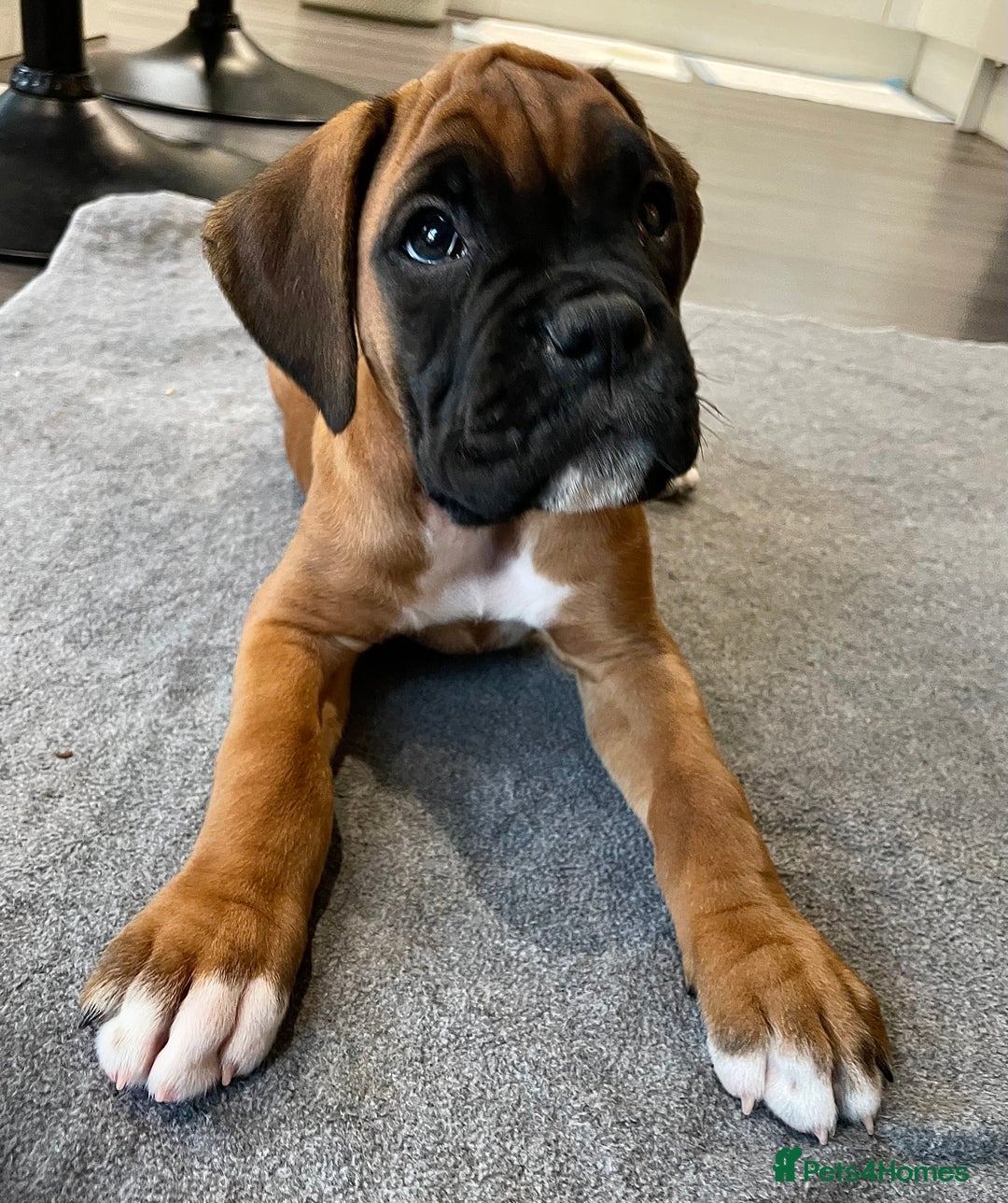 Boxer dogs for sale: Well bred Kc reg boxer puppy girl - Image 2