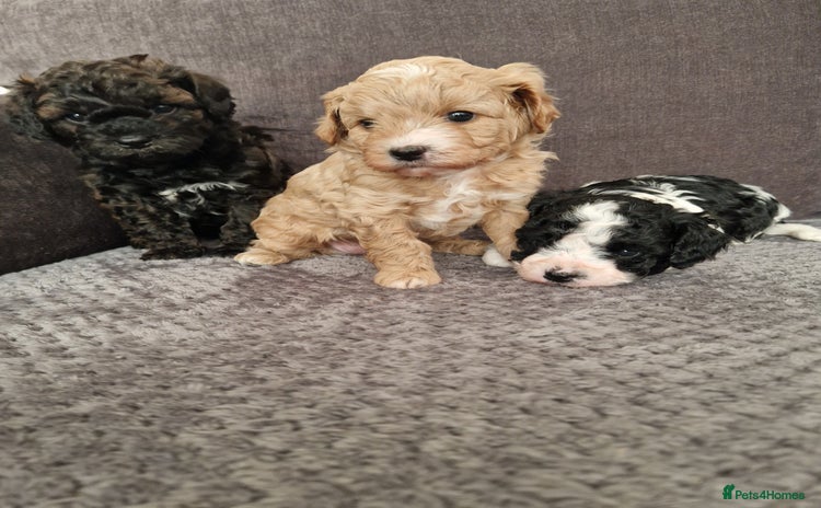 Cavapoo dogs - Advert 12