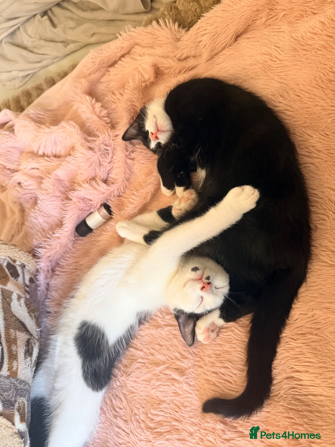 Mixed Breed cats for sale: Loving home for 2 kittens  - Advert 2