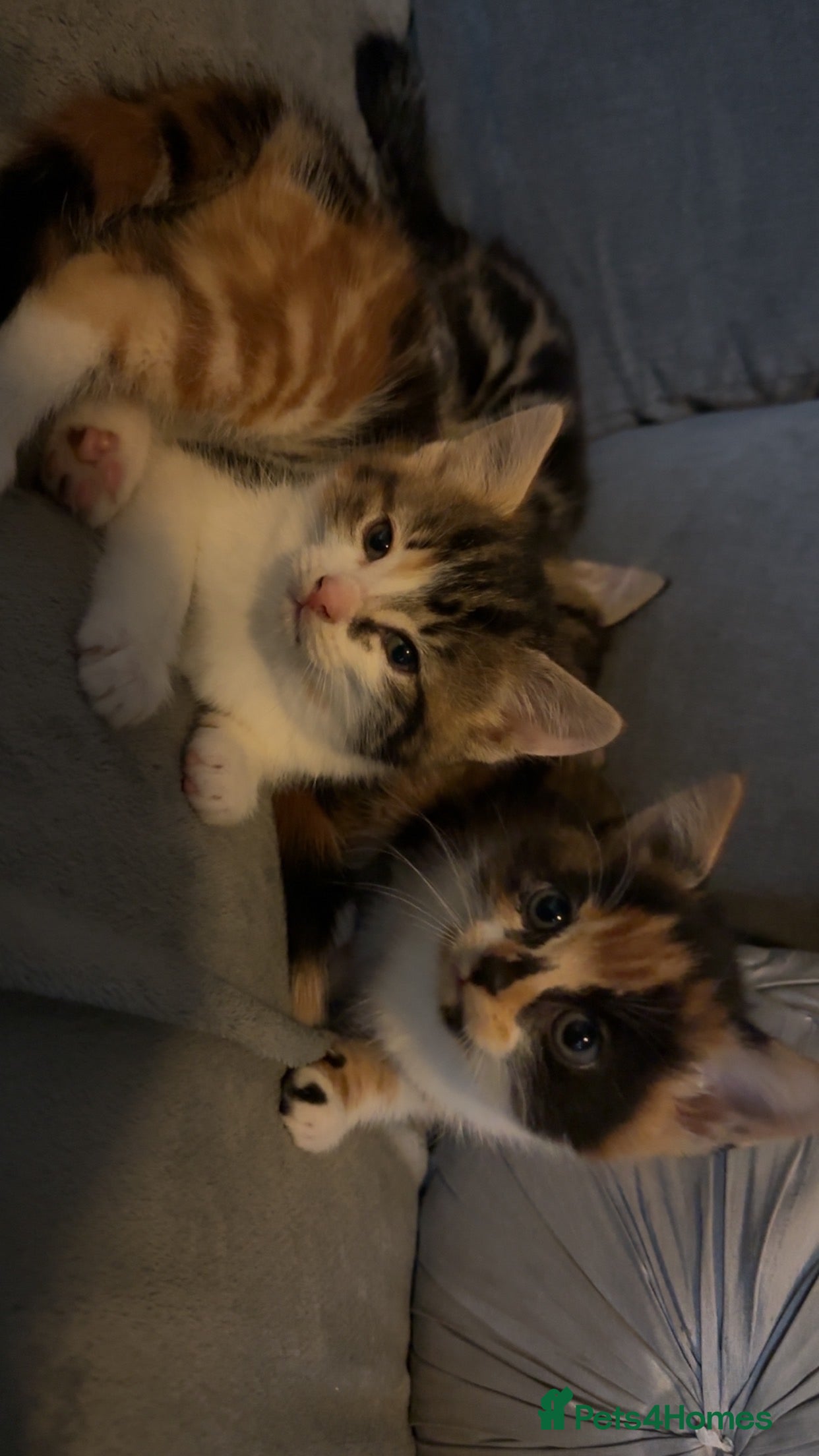 Domestic Shorthair cats 2 Lovely 7 week old Semi-Long haired girls - Advert 2