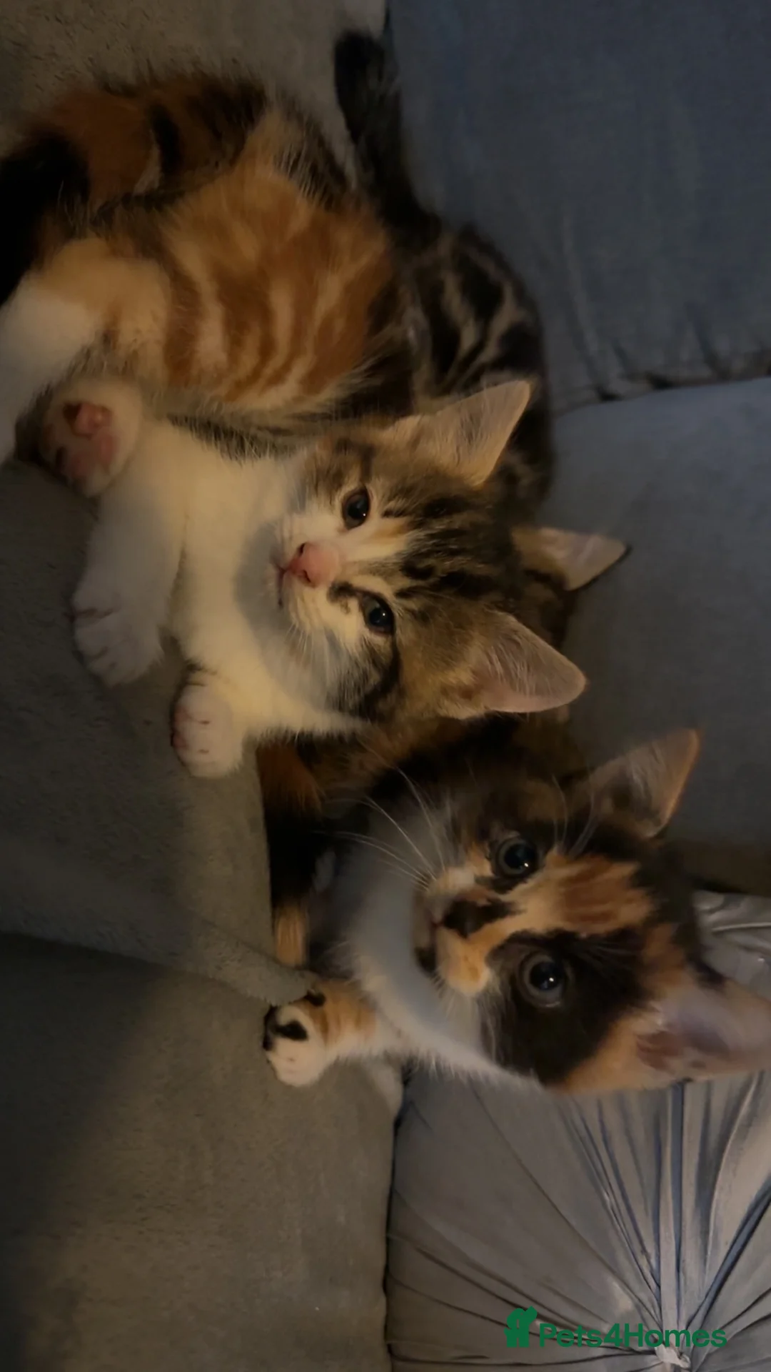 Domestic Shorthair cats for sale: 2 Lovely 7 week old Semi-Long haired girls - Advert 1