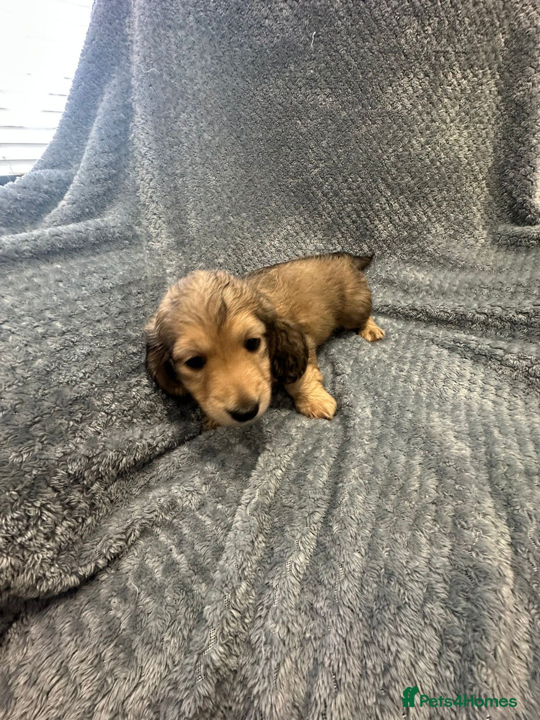 Miniature Dachshund dogs for sale: Miniature long haired CREAM boys  - Image 11