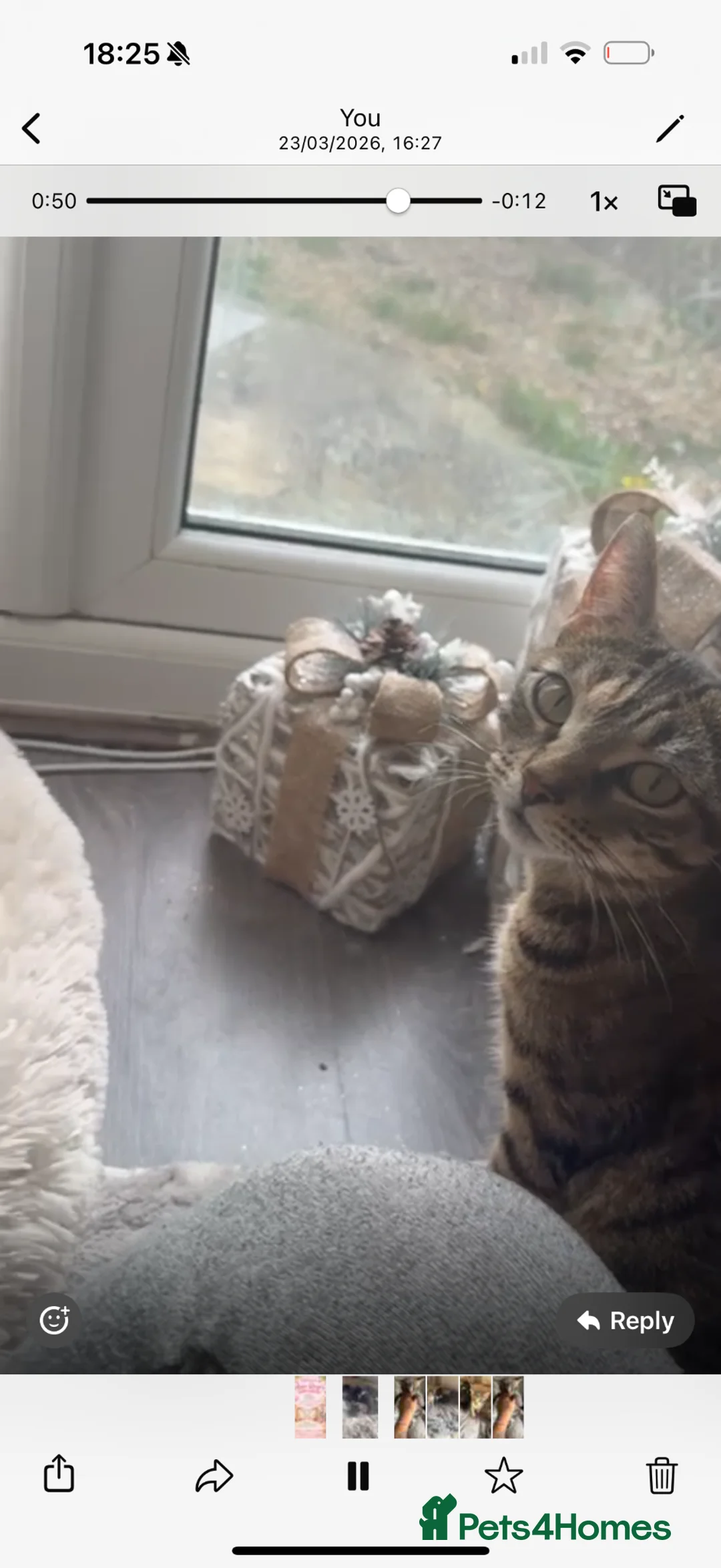 Mixed Breed cats for sale: Tiny Paws, Big Love – Meet Your New Best Friend! in Coulsdon - Advert 11