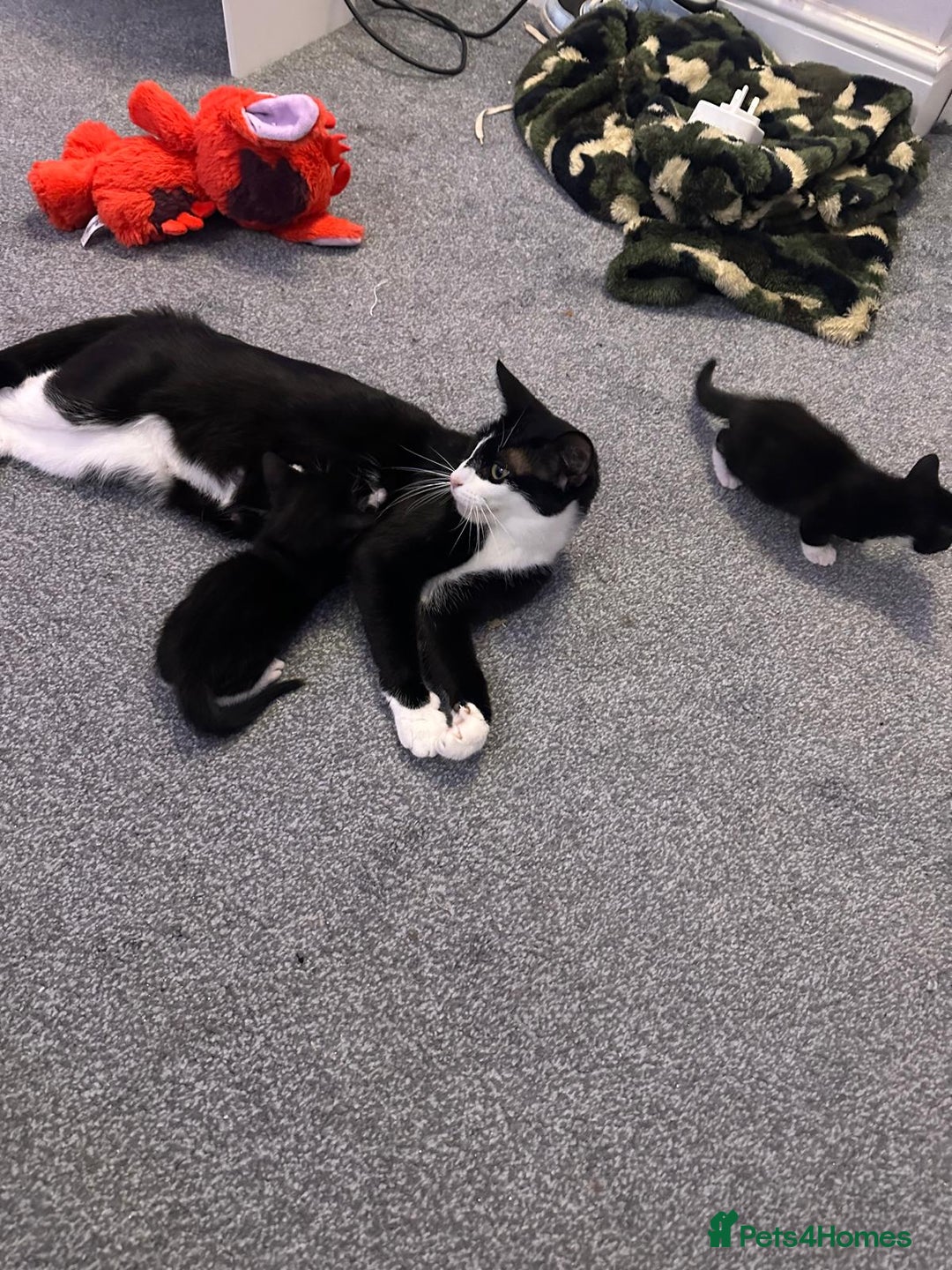 Domestic Shorthair cats for sale: beautiful tabby and black and white kittens - Image 24