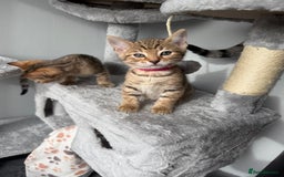 Bengal cats for sale: 2 bengal kittens left for sale to loving home - Image 15