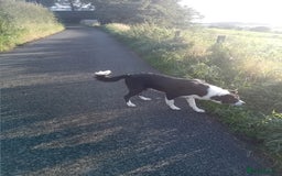 Border Collie dogs for sale: 3 1/2 year old collie bitch for sale - Image 3