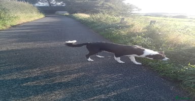 Border Collie dogs - Advert 6