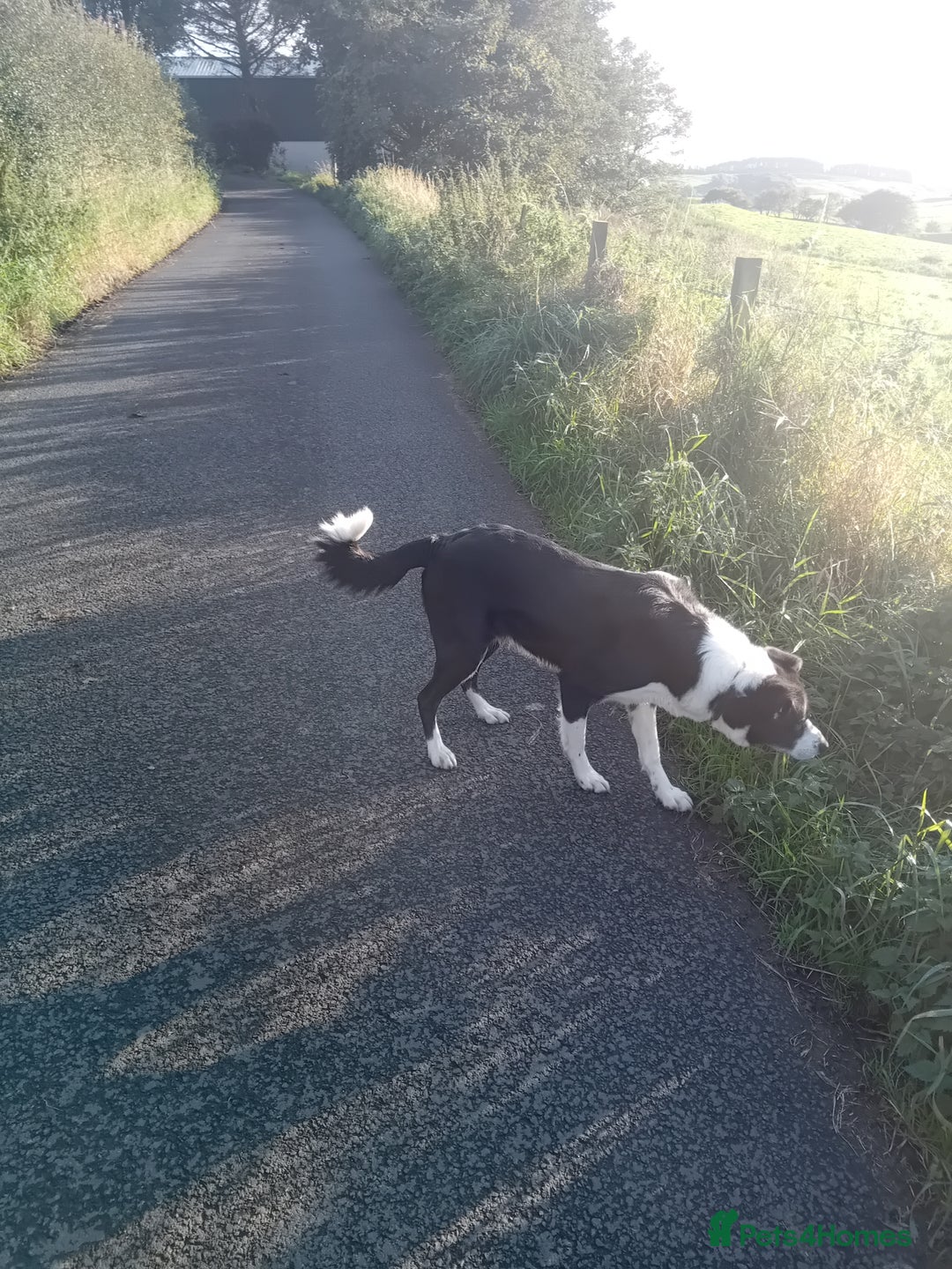 Border Collie dogs for sale: 3 1/2 year old collie bitch for sale - Image 3