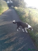 Border Collie dogs - Advert 11