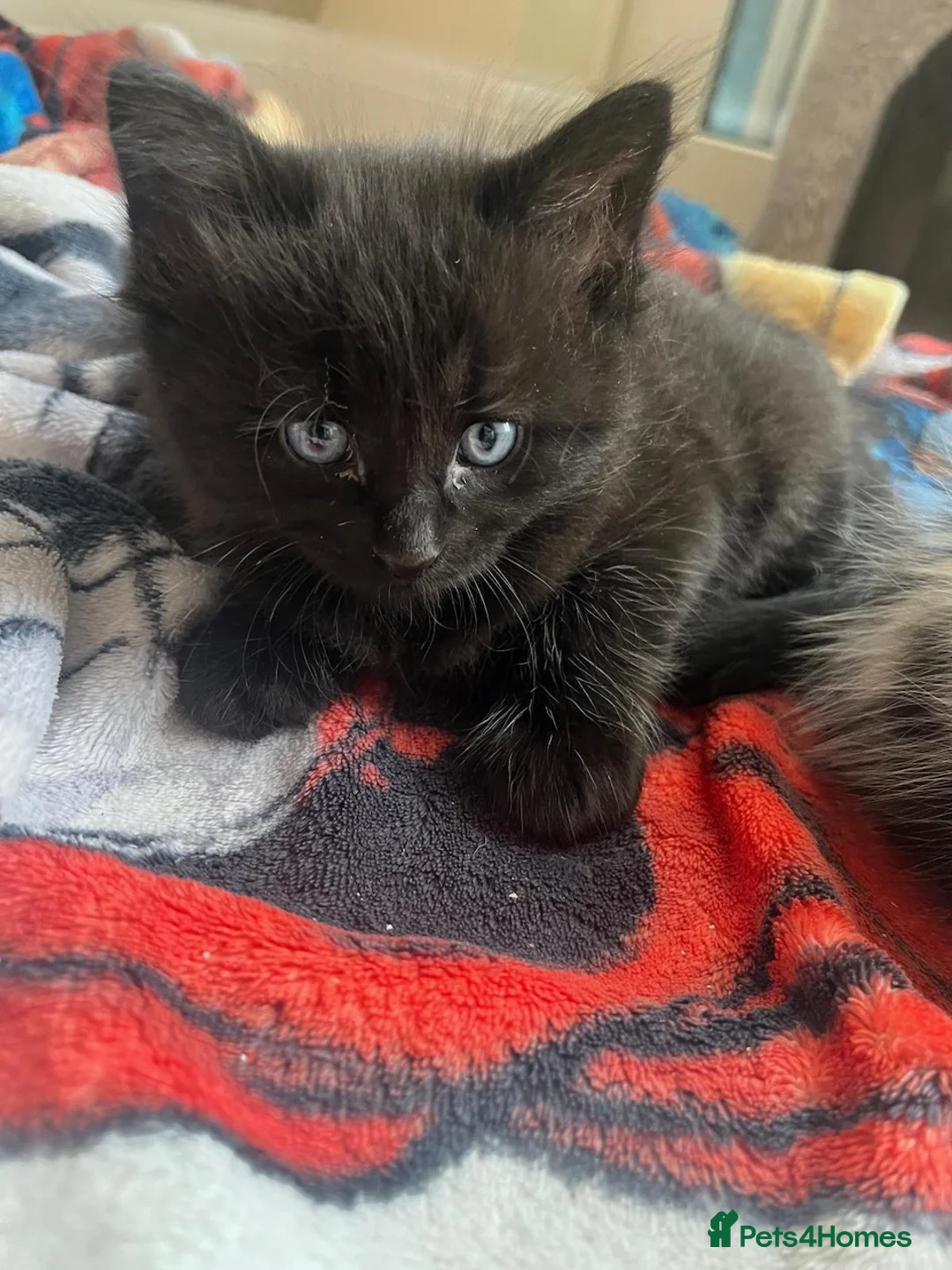 Mixed Breed cats for sale: Beautiful Black & White Boy Kitten – 8 Weeks Old in Crawley - Advert 2