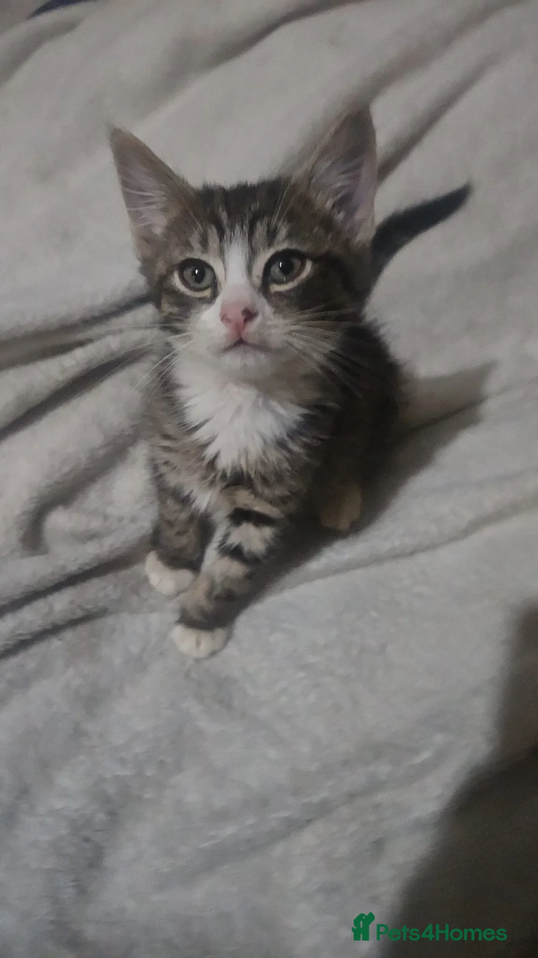 Mixed Breed cats for sale: Mixed exotic kittens - Advert 3