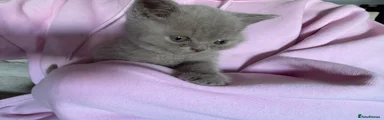 💜