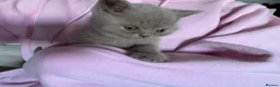 British Shorthair cats for sale: 4 British Shorthair Kittens in Batley - Advert 6
