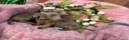 Miniature Dachshund dogs for sale: Minature Dachshund puppys  - Advert 8