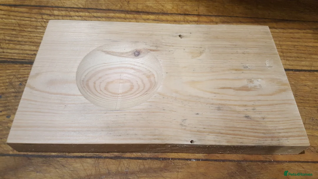 Budgerigars birds for sale: !!! YOUNG BUDGIES READY FOR REHOMING!!! - Advert 12