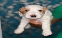 Cockapoo dogs for sale: cockerpoo Puppies 2 Left!  - Image 7