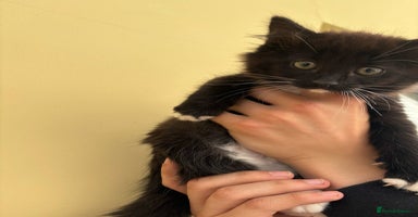 Maine Coon cats - Advert 13