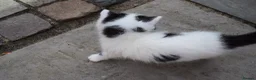 Mixed Breed cats for sale: 3 of the fluffiest, friendliest kittens for sale! - Advert 17