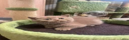 British Shorthair cats for sale: British longhair and shorthair kittens  - Advert 15