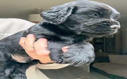 Sprocker dogs for sale: Last gorgeous Sprocker boy remaining  - Image 2