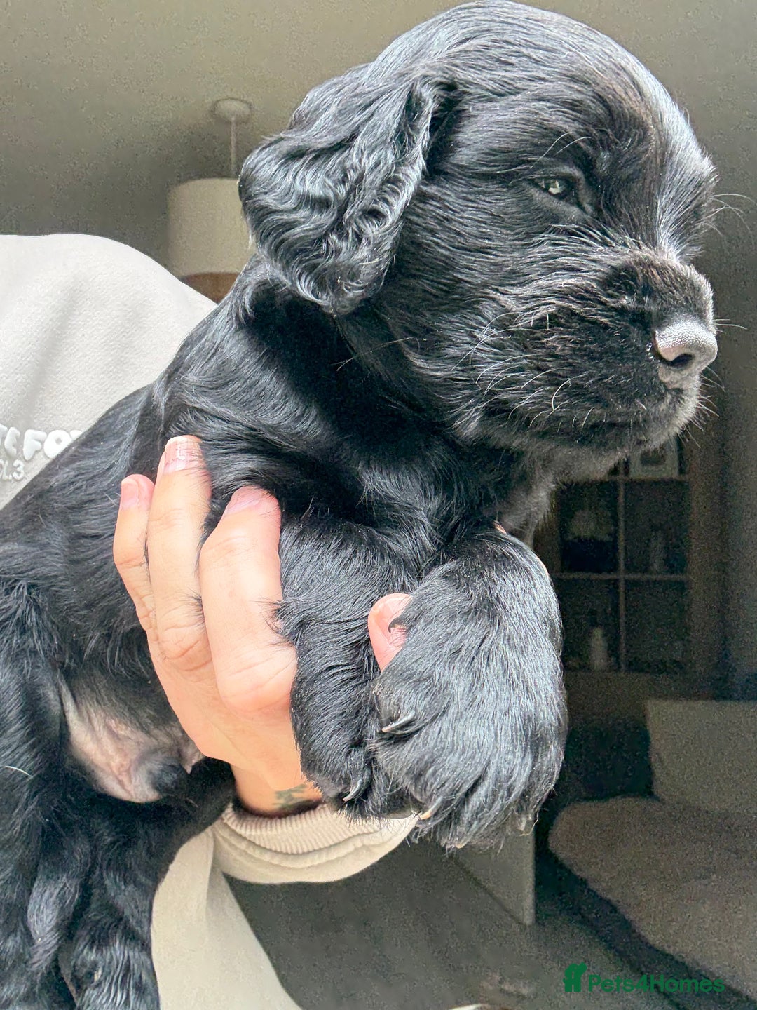 Sprocker dogs for sale: Last gorgeous Sprocker boy remaining  - Image 2