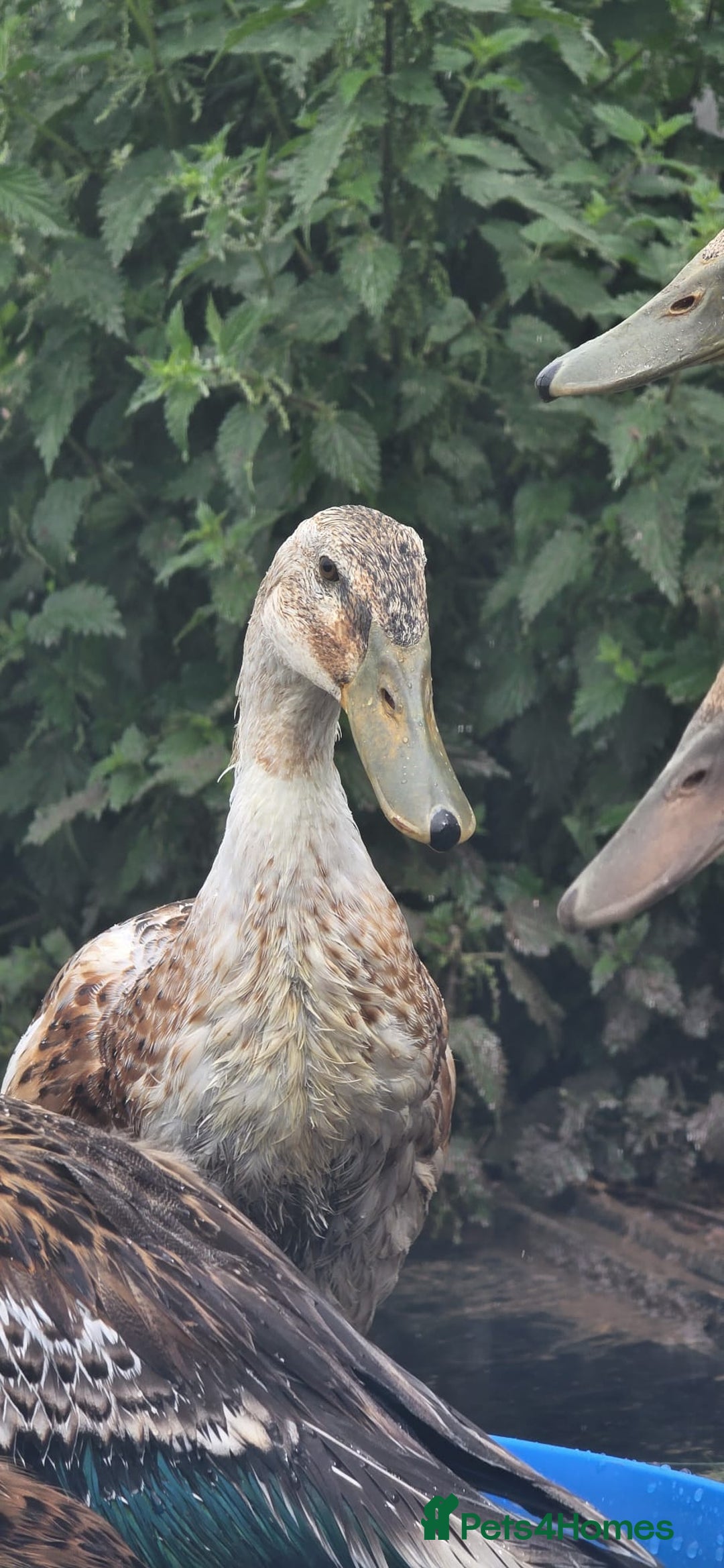 Ducks poultry for sale: Runner Ducks Male - Image 2