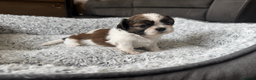 Shih Tzu dogs for sale: Pure-bred Shih tzu pups in Sutton - Advert 16