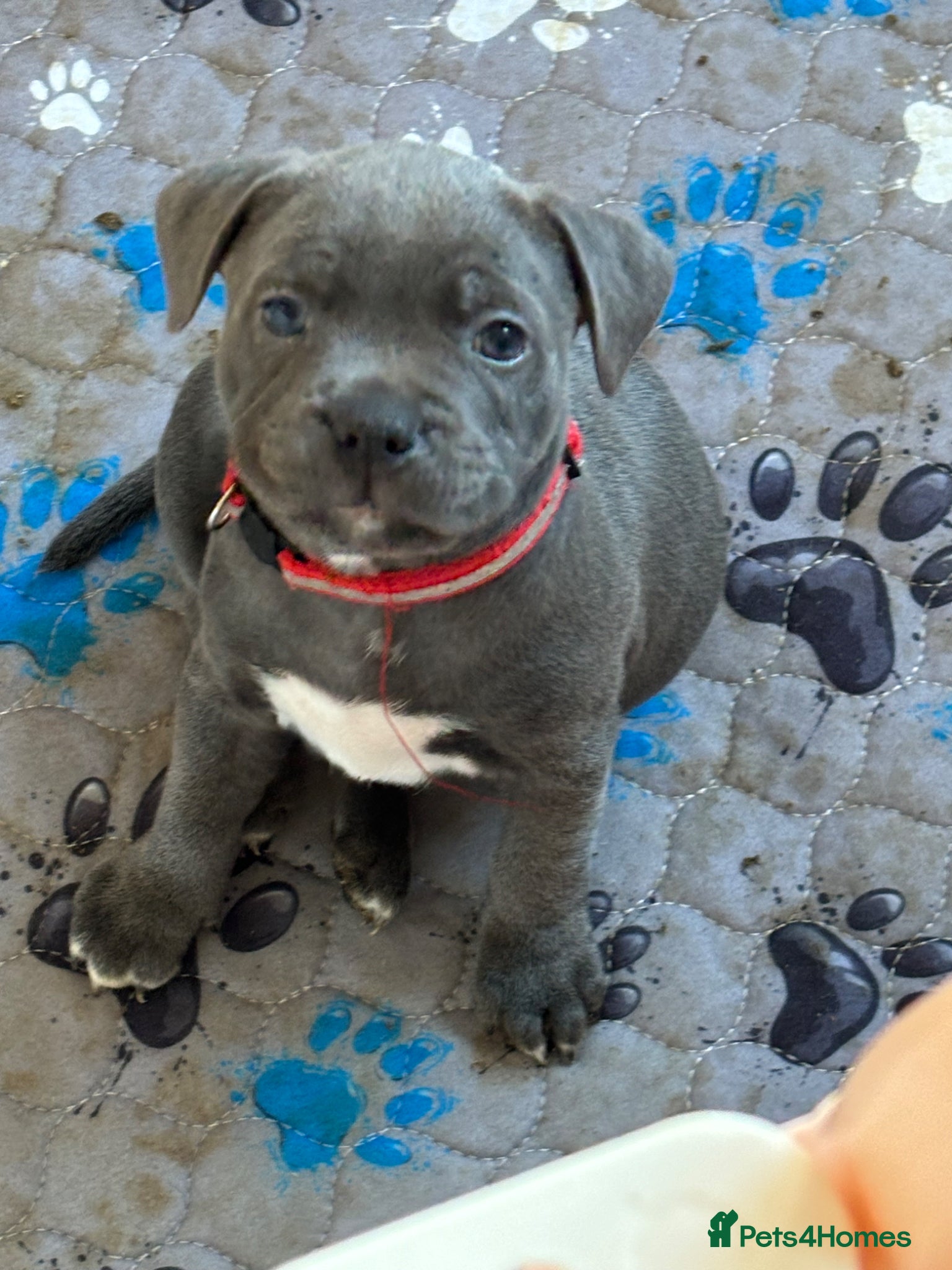 Staffordshire Bull Terrier dogs Blue staffy Girl 6 weeks old 💖 - Advert 4