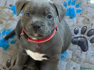 Staffordshire Bull Terrier dogs Blue staffy Girl 6 weeks old 💖 - Advert 4