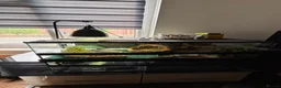 Bearded Dragon reptiles for sale: Zero Morph (RARE) Bearded Dragon in Ossett - Advert 13