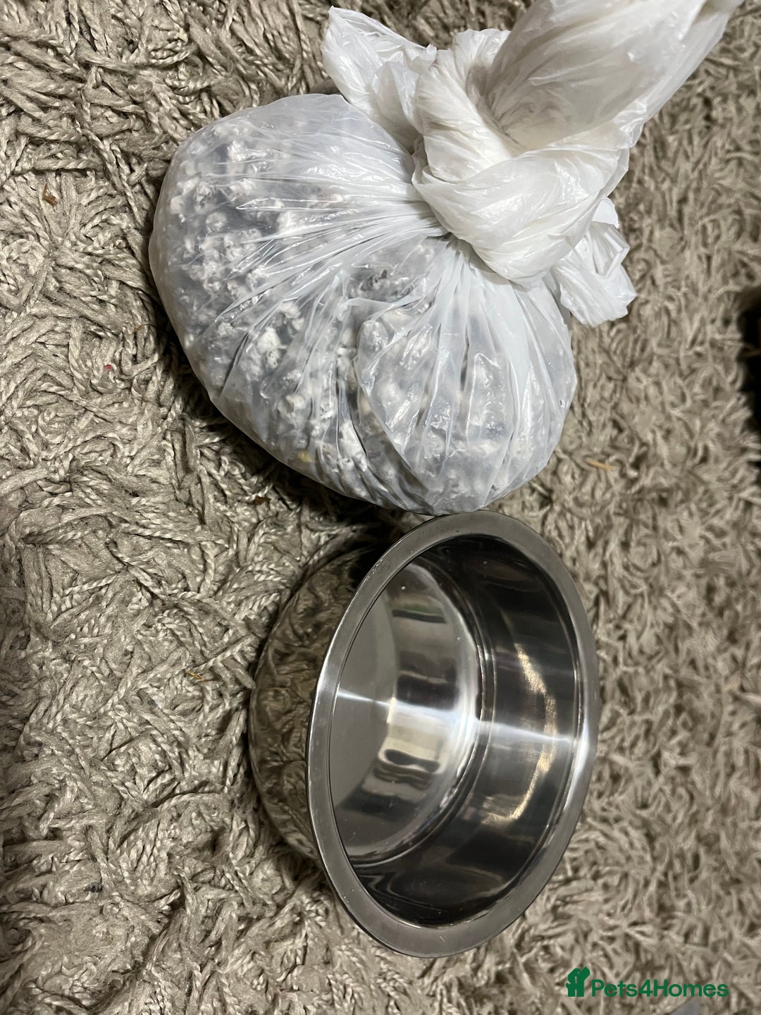 Mini Lop rabbits for sale: Needs rehoming!! - Advert 11