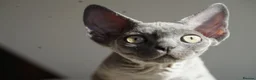 Devon Rex cats for sale: Blue Devon Rex male kitten  - Advert 5