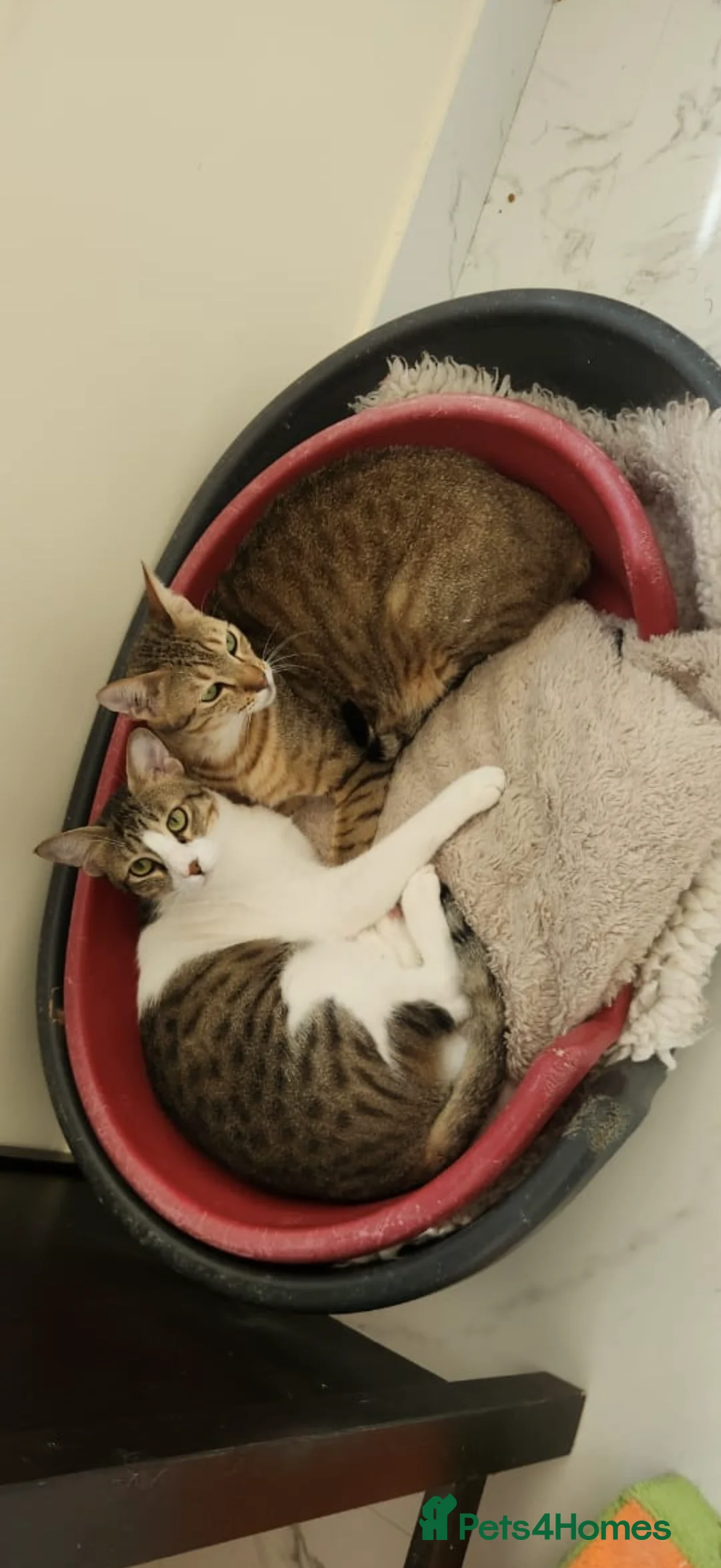 Domestic Shorthair cats for adoption: Bubby & Timmy - Advert 6